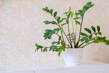 Young bright green sprouts and shoots of a zamiokulkas. Flower growth and development. Flower diseases. Aging and wilting. Potted flowers in the flat interior. Houseplant care. Gardening and floristry