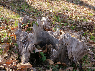 朽ちた切り株