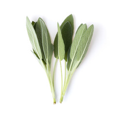 Sage herb leaves isolated on white background