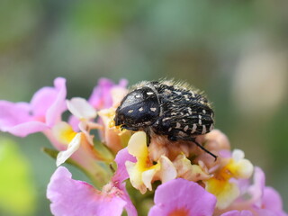 white spotted rose beetle Oxythyrea funesta on flower