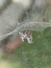 Black and white tent-web spider Cyrtophora citricola in its web with prey