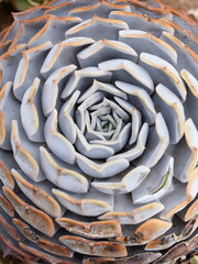 Closeup on leaves of ghost echeveria Echeveria lilacina
