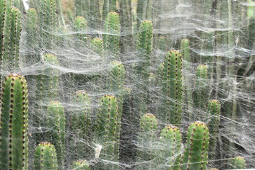 Fototapeta premium Cobweb belonging to Cyrtophora citricola tent-web spider covers vegetation