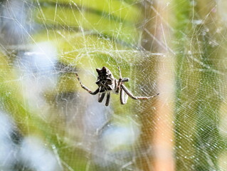 Black and white tent-web spider Cyrtophora citricola in its web