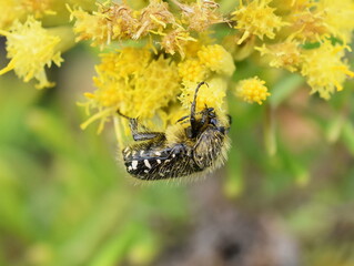 white spotted rose beetle Oxythyrea funesta on flower
