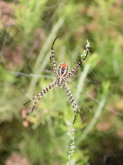 Banded garden spider Argiope trifasciata orbweaver in web showing spinning gland