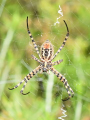 Banded garden spider Argiope trifasciata orbweaver in web showing spinning gland