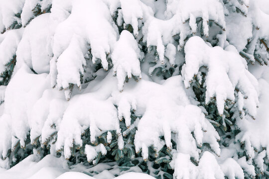 Fir large branches covered with white snow. Selective focus.Winter background concept.