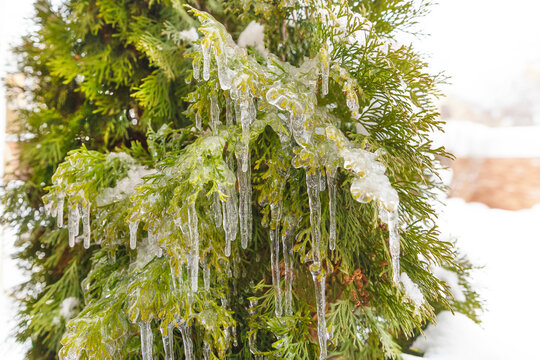 Many icicles on green  thuja by close-up. Ice covers  coniferous branches of arbor vitae.Soft focus.Сoncept of natural phenomena, care for evergreen trees.