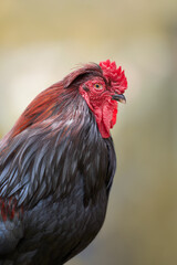 Portrait of red brown rooster isolated on blurred background