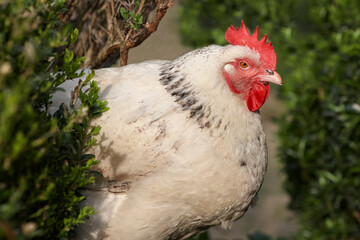 White Sussex chicken hiding in bushes