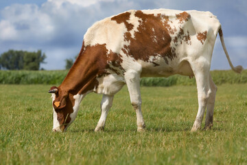 Fototapeta na wymiar Brown white Flemish double purpose cow