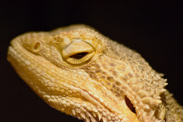 Bartagame Nahaufnahme