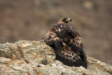 royal eagle in the mountains of the sierra abulense. Avila. Spain