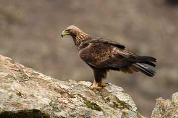royal eagle in the mountains of the sierra abulense. Avila. Spain