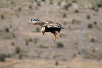 royal eagle in the mountains of the sierra abulense. Avila. Spain