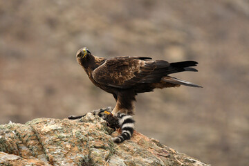 royal eagle in the mountains of the sierra abulense. Avila. Spain