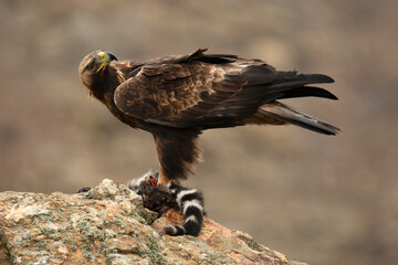 royal eagle in the mountains of the sierra abulense. Avila. Spain