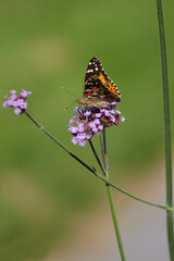Atalanta butterfly on verbena flower