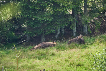 european bison, Wisent, Bos bonasus, grazing on meadow