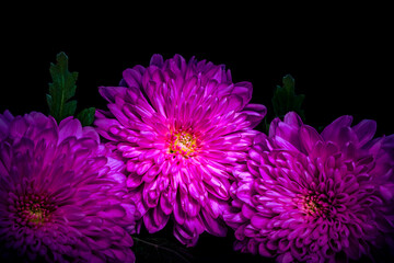 dark purple flower dahlia macro isolated on black. red dahlia,  close-up. Black background. Nature flower artificial light. 