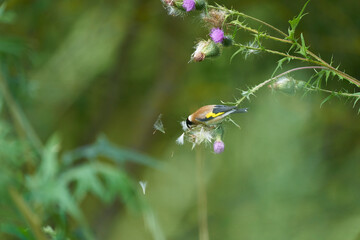 european goldfinch sitting on a purple thistle