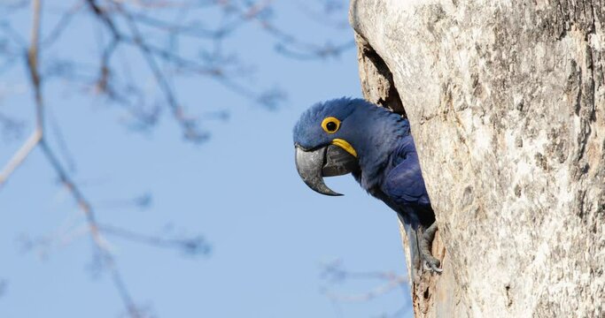Close up of a Hyacinth macaw nesting in a palm tree, South Pantanal, Brazil.