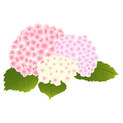 淡い色の紫陽花のイラスト