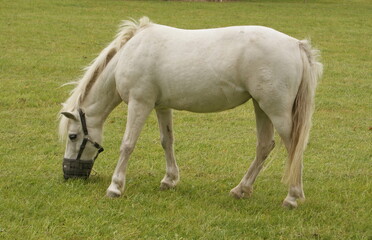 Obraz na płótnie Canvas white horse in the pasture