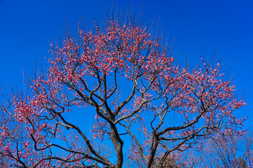 青空を背景にした紅梅「八重寒紅」（東京都府中市）