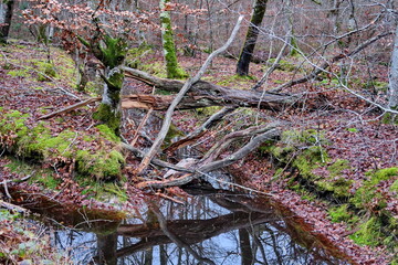 Obraz premium Branchages dans le sous-bois.