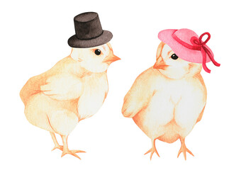 Chicken gentleman and lady. Watercolor illustration. Isolated on a white background. For design.