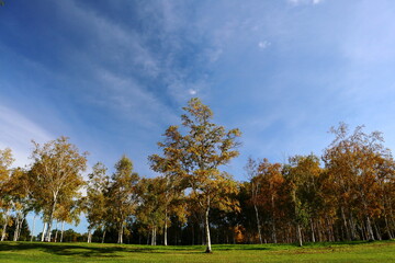 Naklejka premium 白樺林の紅葉と青空