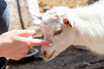 Fototapeta premium The girl caresses the young goat. Girl with a goat