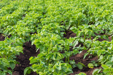 Green potato bushes in the garden. Growing potatoes