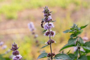 Mint flowering, mint - a medicinal plant. Bee on a mint flower