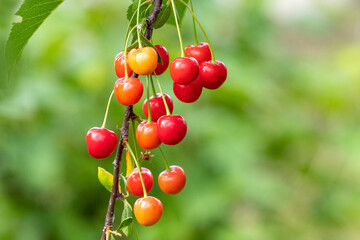 Cherry branch with red berries in the garden. Growing cherries