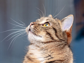 Adorable striped cat looking up, cat portrait close up