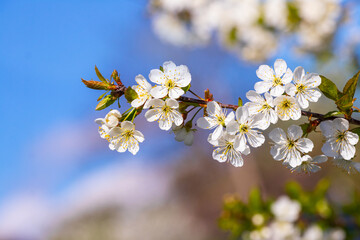 Cherry branch with white flowers on a background of blue sky