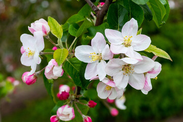 Flowers and buds of apple trees on a tree. Apple tree branch during flowering
