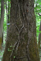 Sumpf Landschaft im Congaree National Park, South Carolina