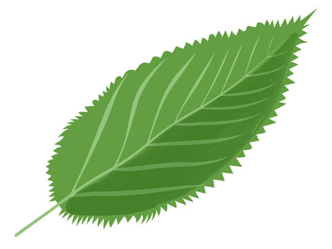 網状脈 の画像 19 668 件の Stock 写真 ベクターおよびビデオ Adobe Stock