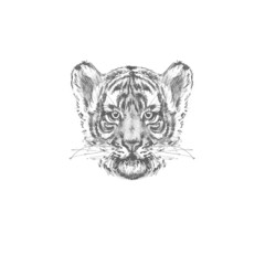 Drawing of a tiger's head for the design of printed products such as postcards, posters and other