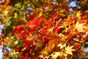 秋の紅葉