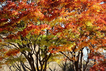 秋の紅葉