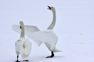 singing and dancing, Beautiful Lovely Swans, Hokkaido in Japan　