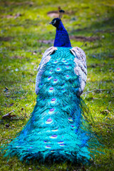 Obraz premium Colorful peacock with folded tail, focus on beautiful feather