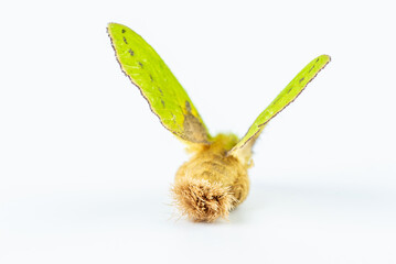 A green and yellow leaf moth on a white background