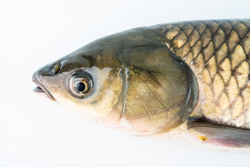 Close-up of live grass carp head