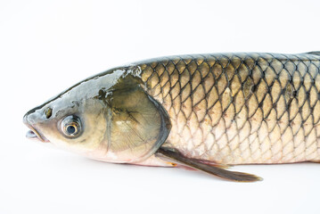 Close-up of live grass carp head